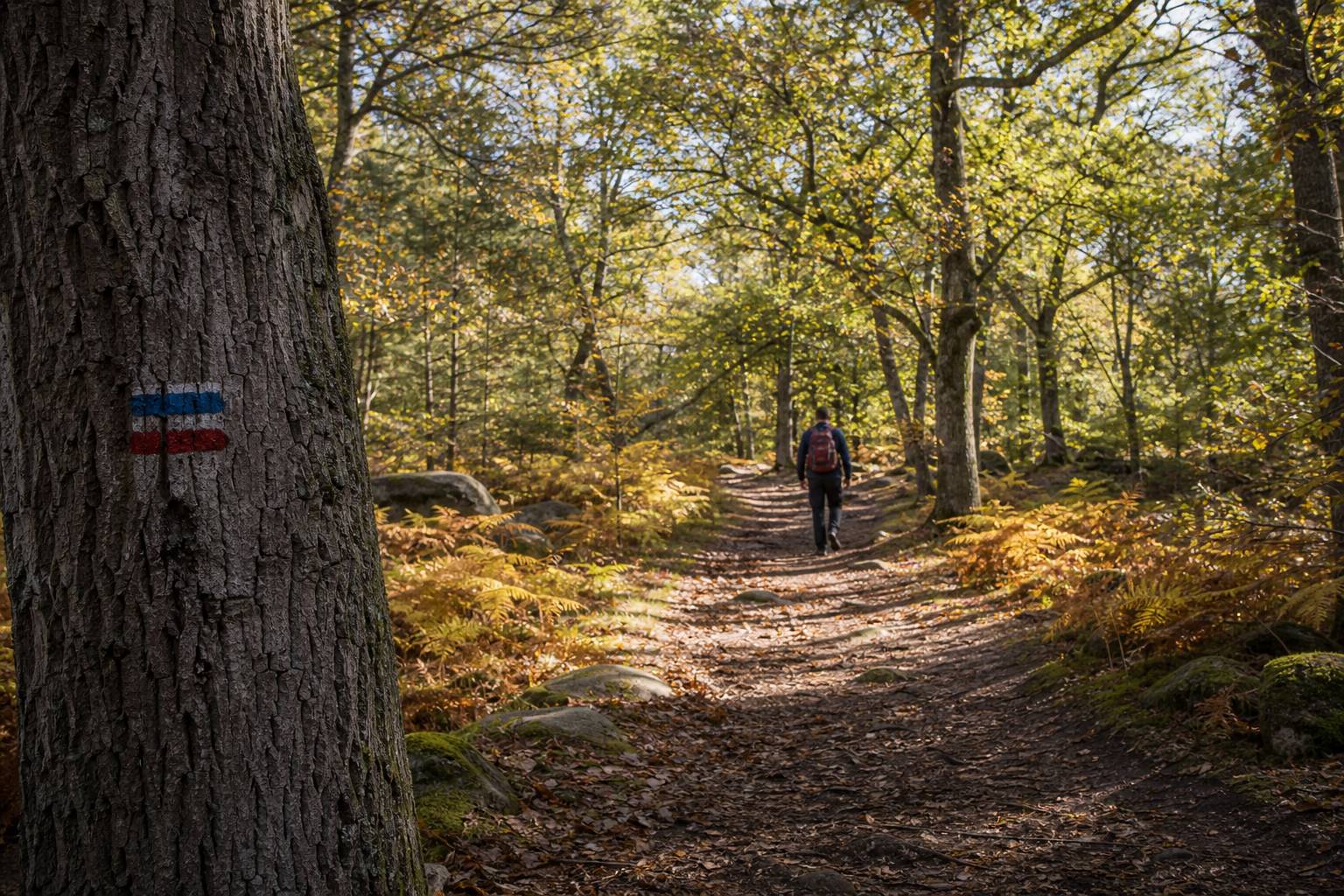 Denecourt : le pionnier des tout premiers sentiers balisés en forêt de Fontainebleau