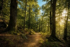 Sentier forestier paisible dans une forêt de feuillus avec rayons de lumière dorée à travers la canopée